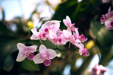 Close up of pink orchids 