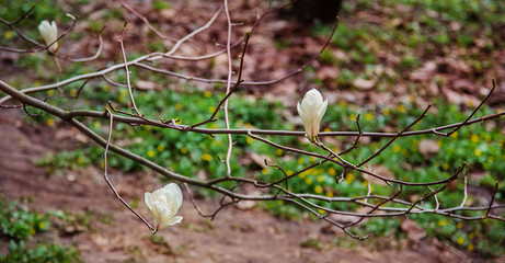 Large pink and white magnolia trees bloom in a park on a spring day.