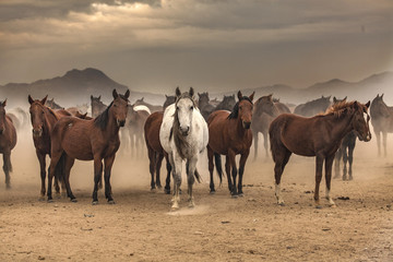 Fototapeta na wymiar the old horses run out of dust in smoke, be different