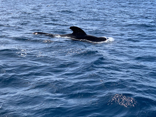 Obraz premium Pilot Whale