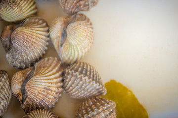 Boiled blood clams on white dish with copy space for your text. Steamed cockles frame with copy space. Blood cockles or blood clams (Tegillarca granosa) background for seafood concept.