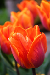 Princess Irene Tulips, vertical