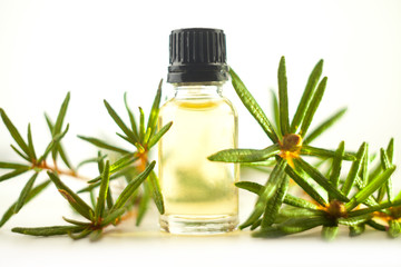 Labrador tea essential oil in  beautiful bottle on White background