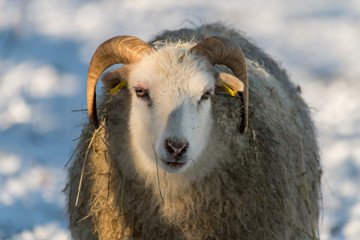 old house sheep breed Skudde in winter in germany