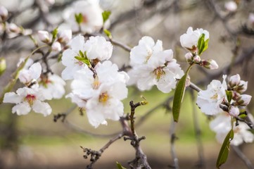 White almond trees in bloom, blossoming almonds, rows of almond trees in the garden against the blue sky.