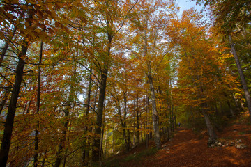Fototapeta premium Trees in autumn season background. Autumn lansdscape