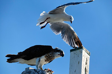 Seagull attacking osprey 