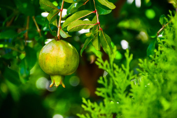 Granatapfel im Sommer