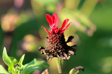 Old Zinnia plant with completely dried flower that has lost most of its beautiful multi layered...