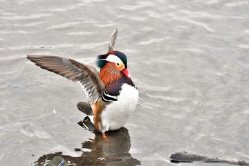 おしどり　鴛　MANDARIN DUCK