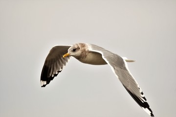カモメ　Seagull