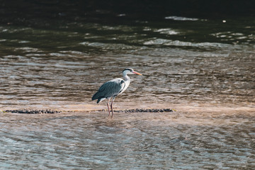 Grey heron (ardea cinerea) hunting fish in shallow water