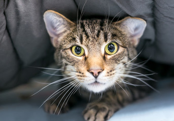 A timid domestic shorthair tabby cat hiding under a blanket
