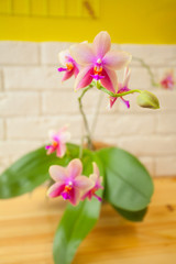 Beautiful rare orchid in pot on yellow background