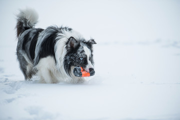 Running border collie dog