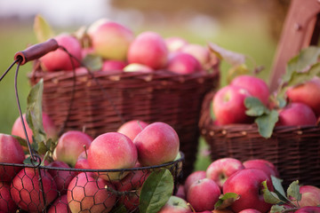 Apples in brown, wicker baskets in the orchard. Natural, autumn background with red apples.