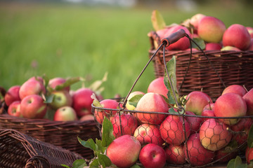 Apples in brown, wicker baskets in the orchard. Natural, autumn background with red apples.