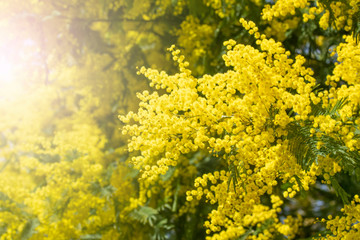 Blooming live branches of mimosa on a tree in the park.