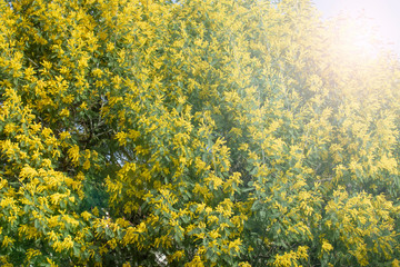 Blooming live branches of mimosa on a tree in the park.