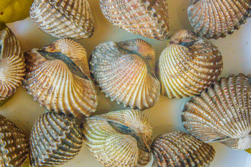Boiled blood clams on white dish background. Steamed cockles frame with herb. Blood cockles or blood clams (Tegillarca granosa) background for seafood concept.