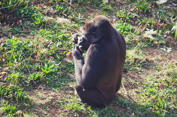  Nice portrait of a lowland gorilla. Animal