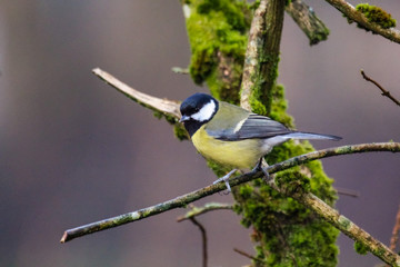 great tit