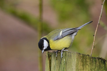 Obraz premium great tit