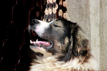 Sharplaninec - Macedonian Sheep Dog 