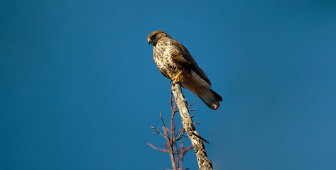Lanner mountain falcon (Falco biarmicus) 