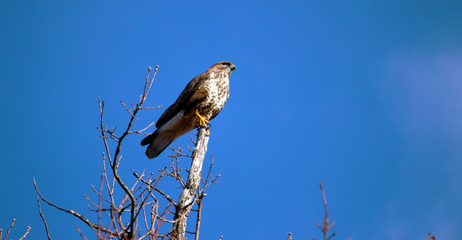 Lanner mountain falcon (Falco biarmicus) 