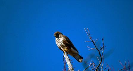 Lanner mountain falcon (Falco biarmicus) 