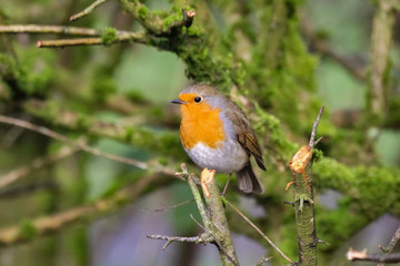 Fototapeta premium robin