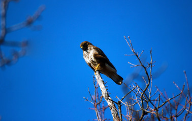Lanner mountain falcon (Falco biarmicus) 
