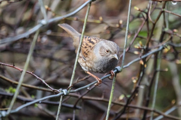 dunnock