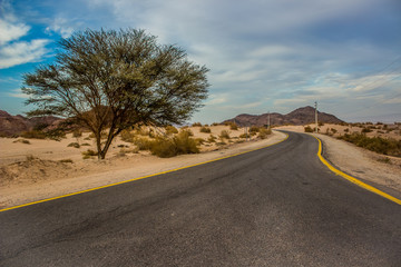 picturesque colorful desert scenery landscape photography of lonely tree near empty asphalt car road in dry sand Middle East Asian wilderness environment 