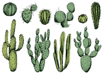 Fotobehang Cactus Vectorreeks groene cactus. Geïsoleerde elementen voor ontwerp.
