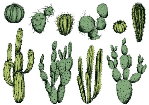 Vector set of green cactus. Isolated elements for design.