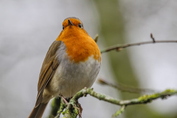 robin