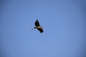 Marabu