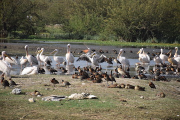 Bunte Schar Wasservögel