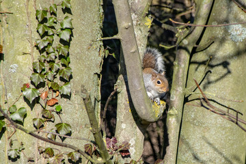 Low angle view of wildlife grey squirrel (Sciurus carolinensis)