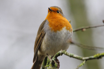 robin