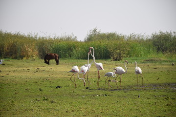 Fototapeta premium Flamingos bei der Balz