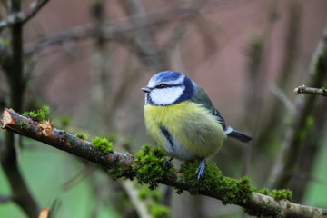 bluetit