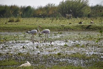 Flamingos bei der Balz