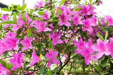 Azalea bush in a botanical garden