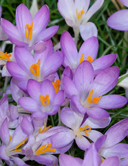 crocuses