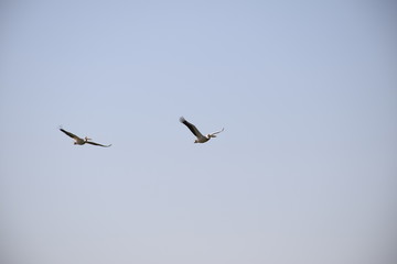 Pelikane im Flug
