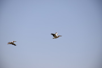 Pelikane im Flug