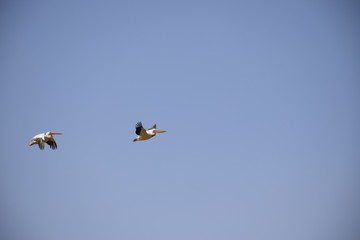 Pelikane im Flug